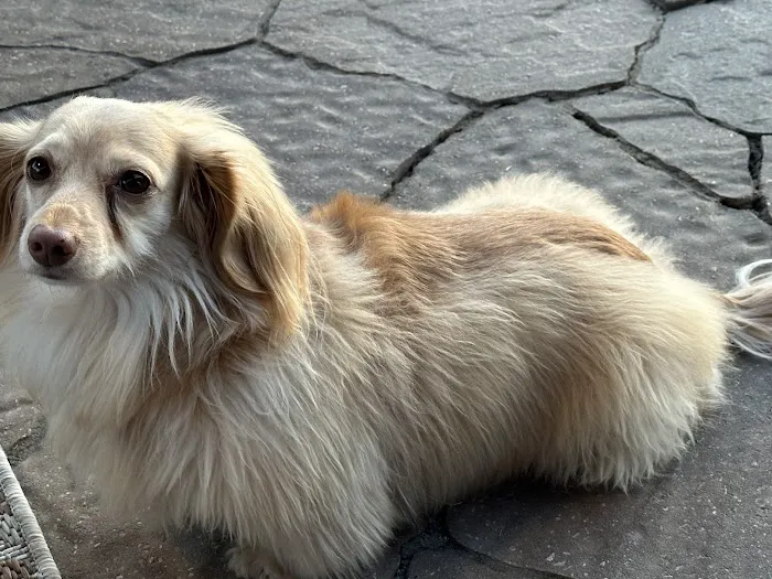 APC Veterinary Picture 7