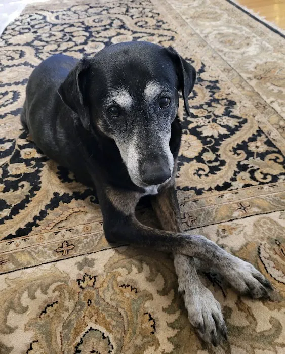 APC Veterinary Picture 4