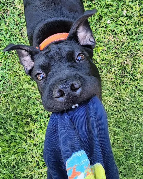 APC Veterinary Picture 8