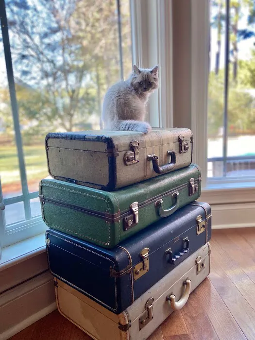 FurryTail Ragdolls Cattery of Eastern Oklahoma Picture 3