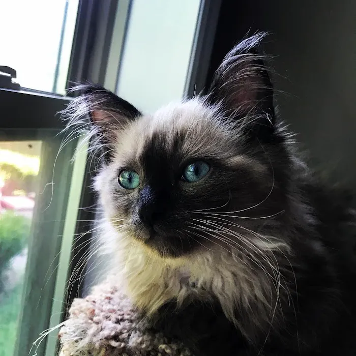 FurryTail Ragdolls Cattery of Eastern Oklahoma Picture 2