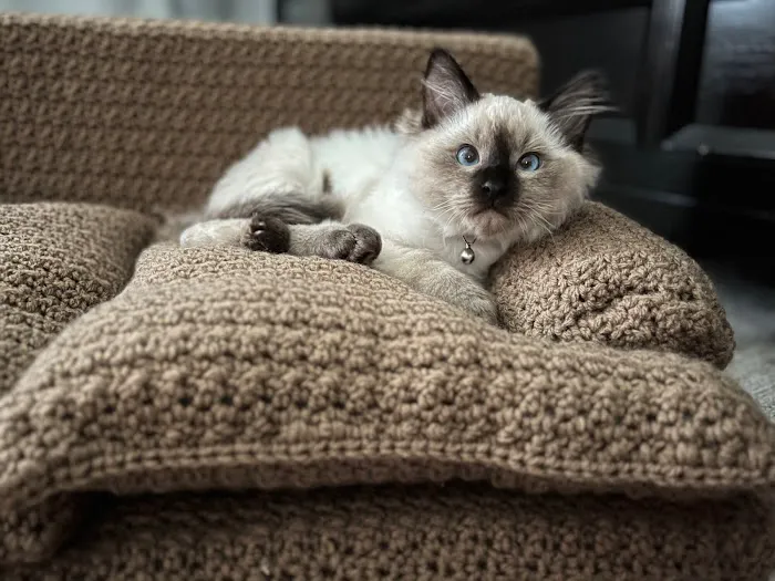FurryTail Ragdolls Cattery of Eastern Oklahoma Picture 1
