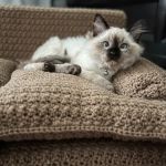 FurryTail Ragdolls Cattery of Eastern Oklahoma