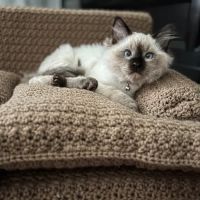 FurryTail Ragdolls Cattery of Eastern Oklahoma ico