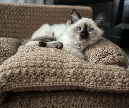 FurryTail Ragdolls Cattery of Eastern Oklahoma