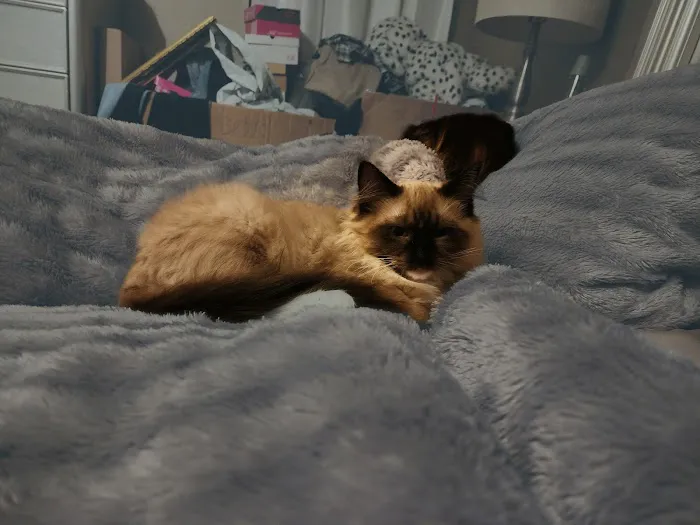 FurryTail Ragdolls Cattery of Eastern Oklahoma Picture 4