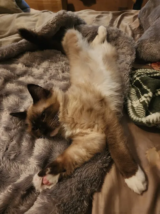 FurryTail Ragdolls Cattery of Eastern Oklahoma Picture 6
