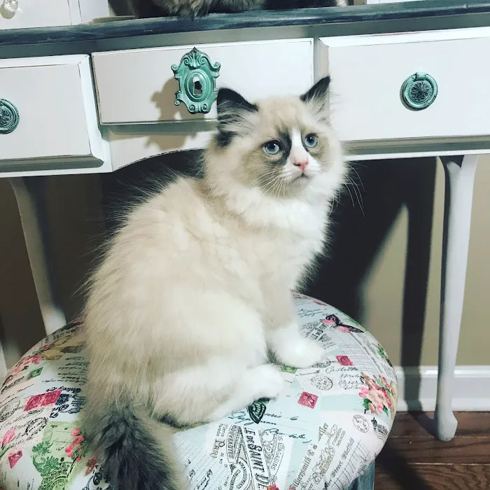 FurryTail Ragdolls Cattery of Eastern Oklahoma Picture 5