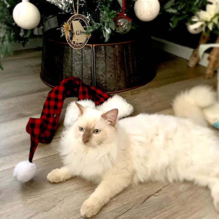 FurryTail Ragdolls Cattery of Eastern Oklahoma Picture 7