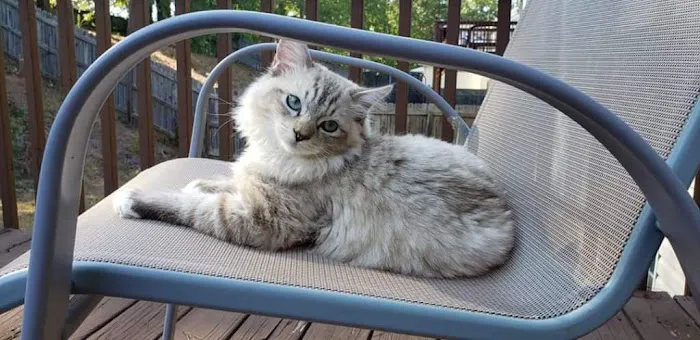 FurryTail Ragdolls Cattery of Eastern Oklahoma Picture 9