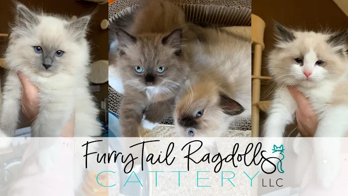 FurryTail Ragdolls Cattery of Eastern Oklahoma Picture 10