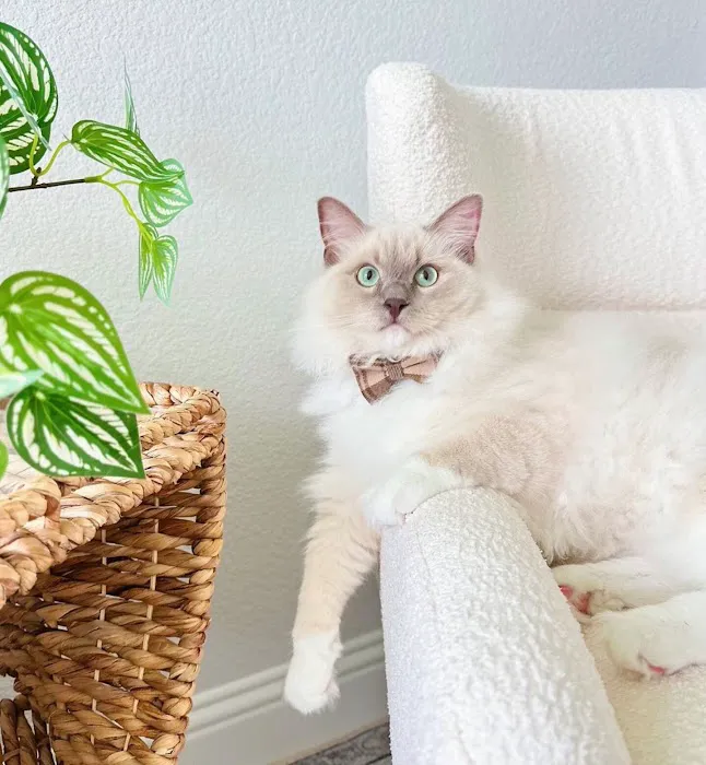 FurryTail Ragdolls Cattery of Eastern Oklahoma Picture 8