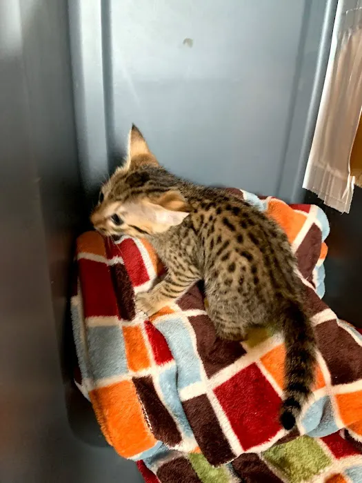 A Savannah Named Cattery Picture 1