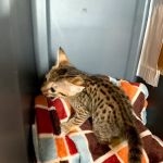 A Savannah Named Cattery