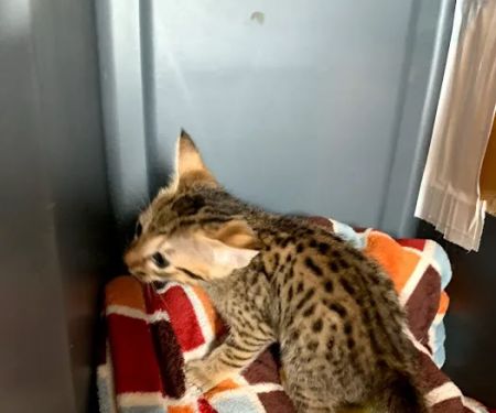 A Savannah Named Cattery