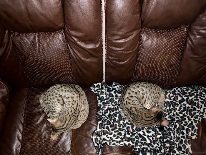 A Savannah Named Cattery Picture 2