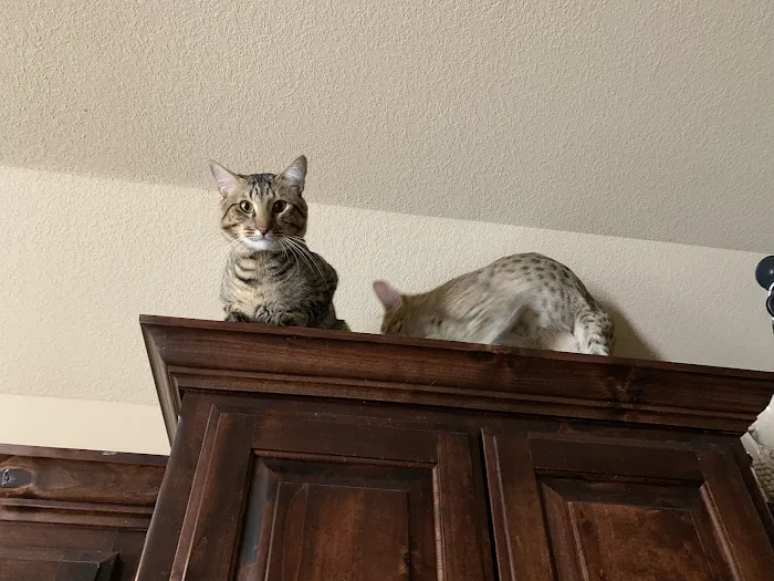 A Savannah Named Cattery Picture 3