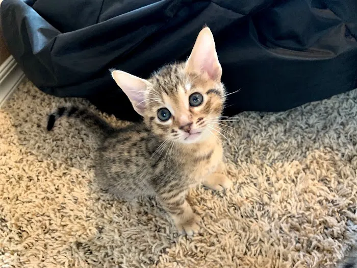 A Savannah Named Cattery Picture 4