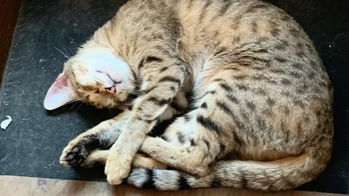 A Savannah Named Cattery Picture 6