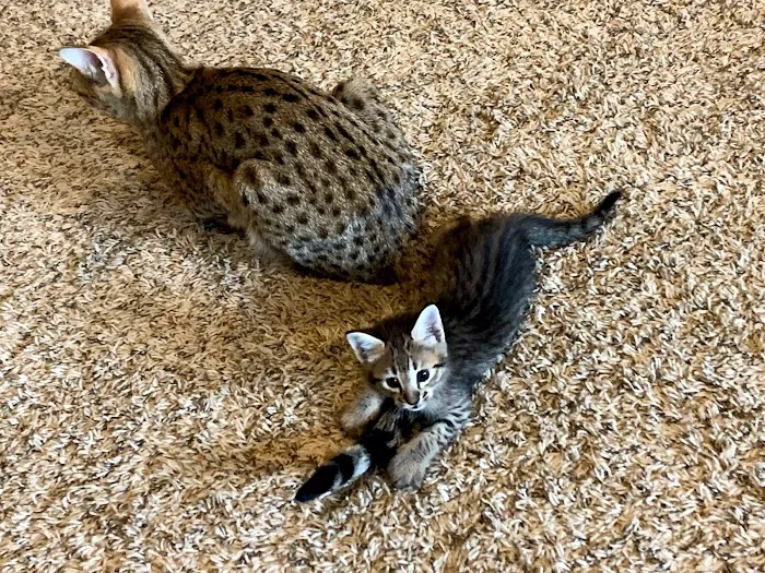 A Savannah Named Cattery Picture 5