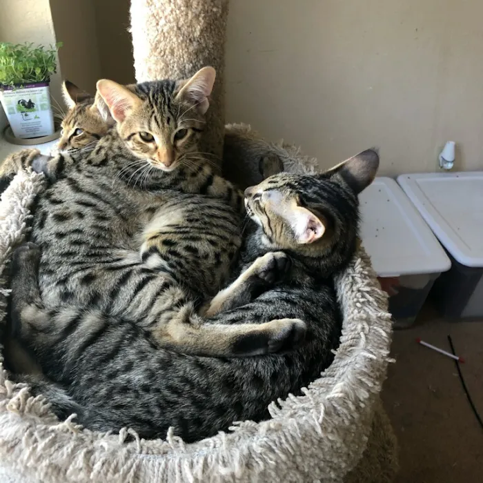 A Savannah Named Cattery Picture 7