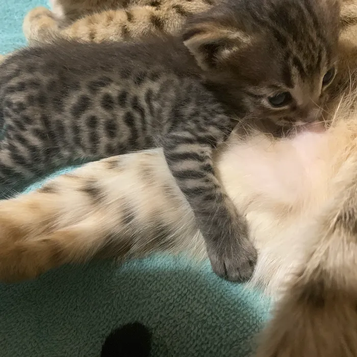 A Savannah Named Cattery Picture 9