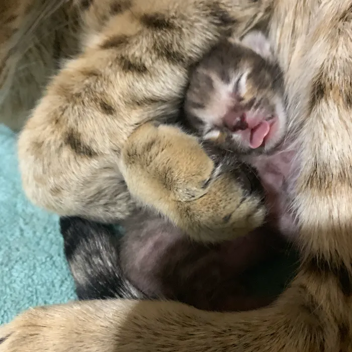 A Savannah Named Cattery Picture 10