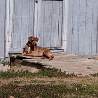 Oneta Animal Care ico