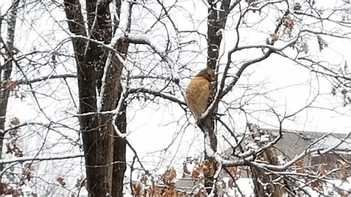 Nail N a DVM Picture 6