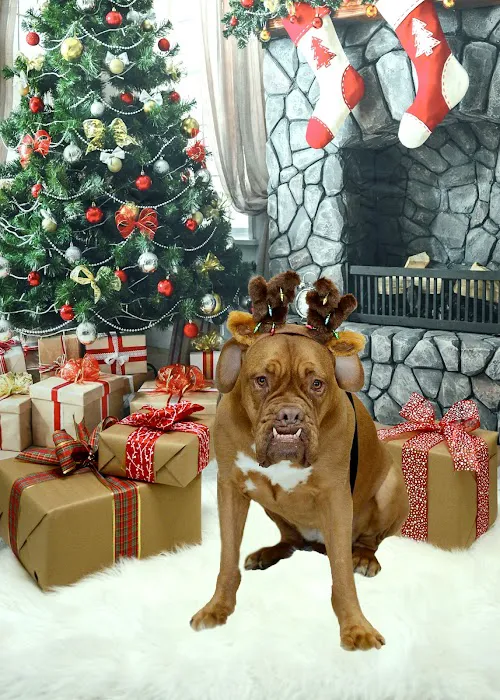 Premier Animal Wellness and Surgery Picture 2