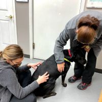 Premier Animal Wellness and Surgery ico