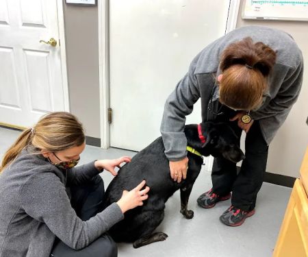 Premier Animal Wellness and Surgery