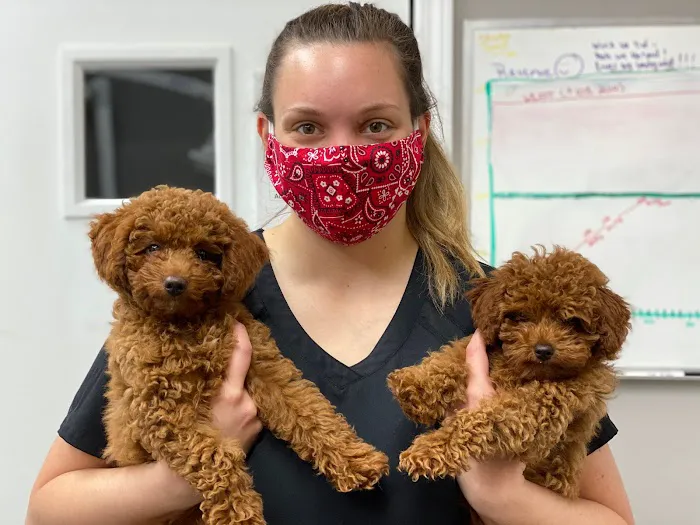 Premier Animal Wellness and Surgery Picture 6