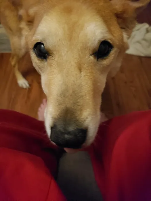 Arrow Springs Animal Hospital: Burris Randal DVM Picture 1