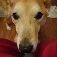 Arrow Springs Animal Hospital: Burris Randal DVM ico