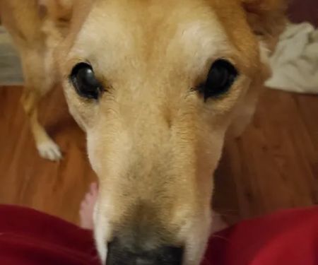 Arrow Springs Animal Hospital: Burris Randal DVM