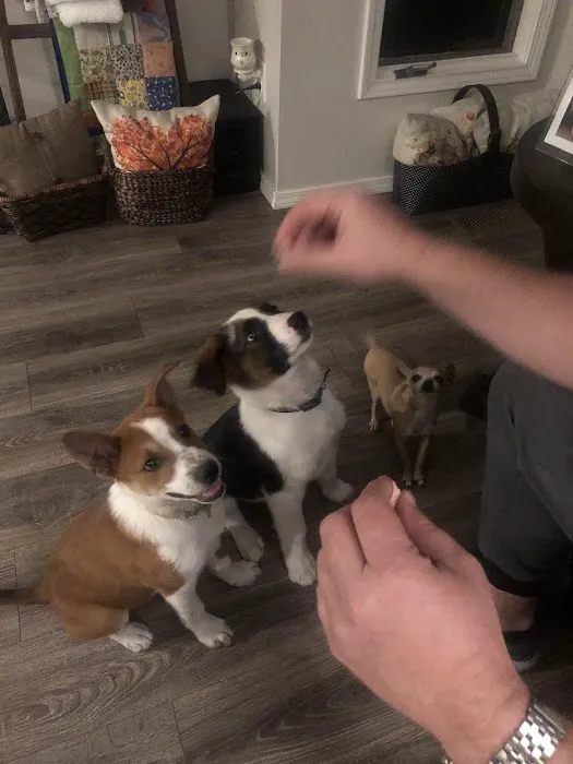 Arrow Springs Animal Hospital: Burris Randal DVM Picture 2