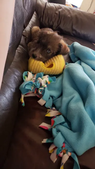 Indian Springs Veterinary Hospital Picture 2