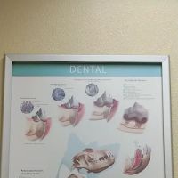 Indian Springs Veterinary Hospital ico