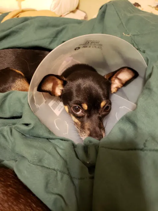 Indian Springs Veterinary Hospital Picture 4