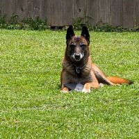 Broken Arrow Veterinary Hospital ico