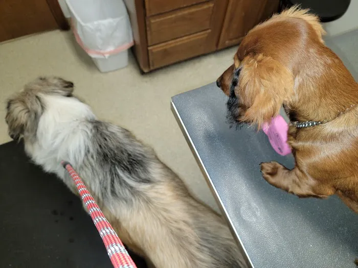 Broken Arrow Veterinary Hospital Picture 2