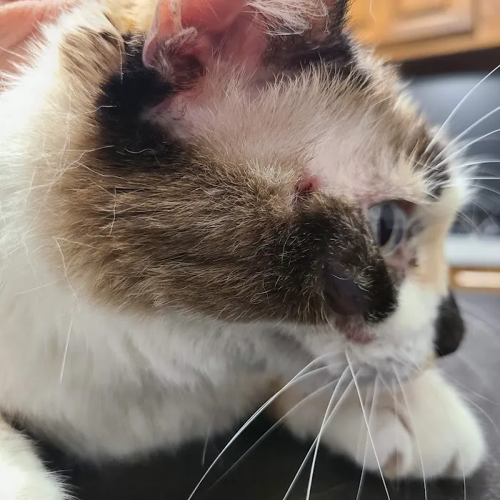 Broken Arrow Veterinary Hospital Picture 3