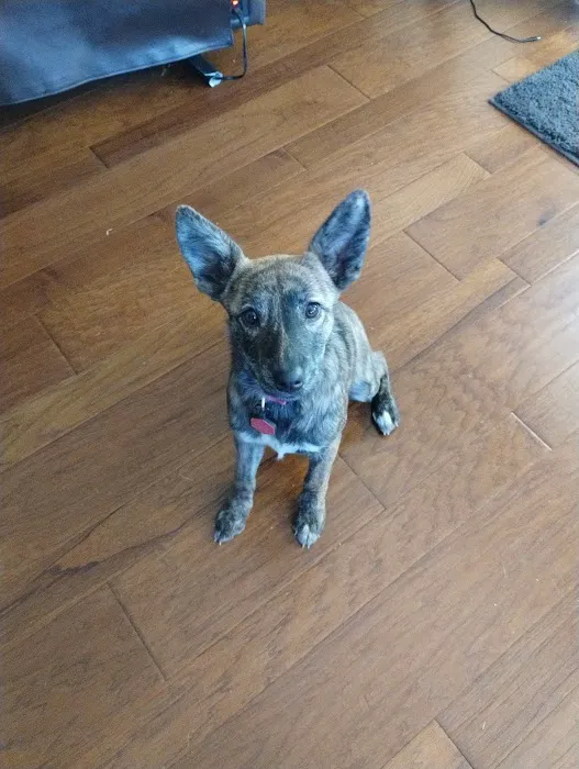 Broken Arrow Veterinary Hospital Picture 5