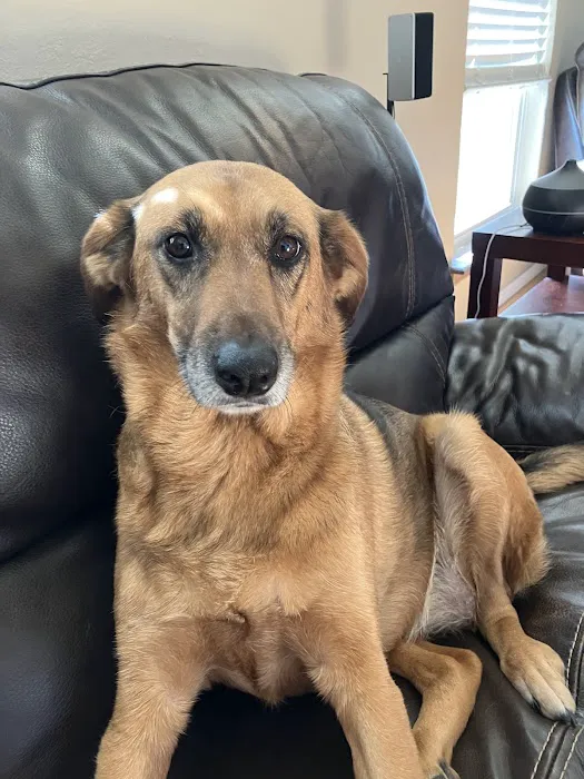 Broken Arrow Veterinary Hospital Picture 4