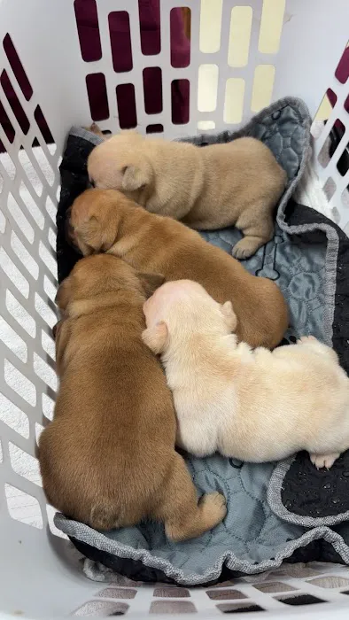 Broken Arrow Veterinary Hospital Picture 6