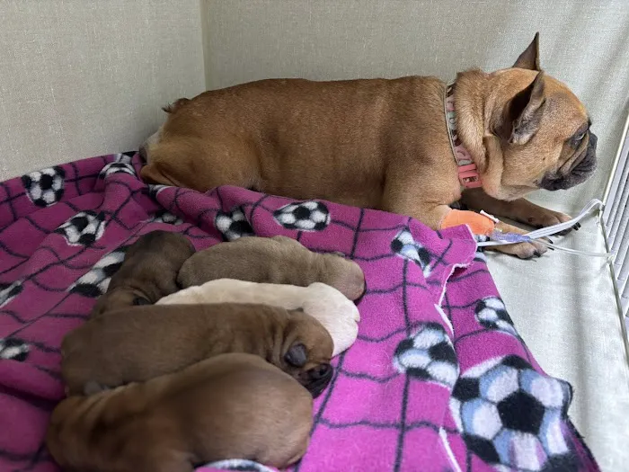 Broken Arrow Veterinary Hospital Picture 8