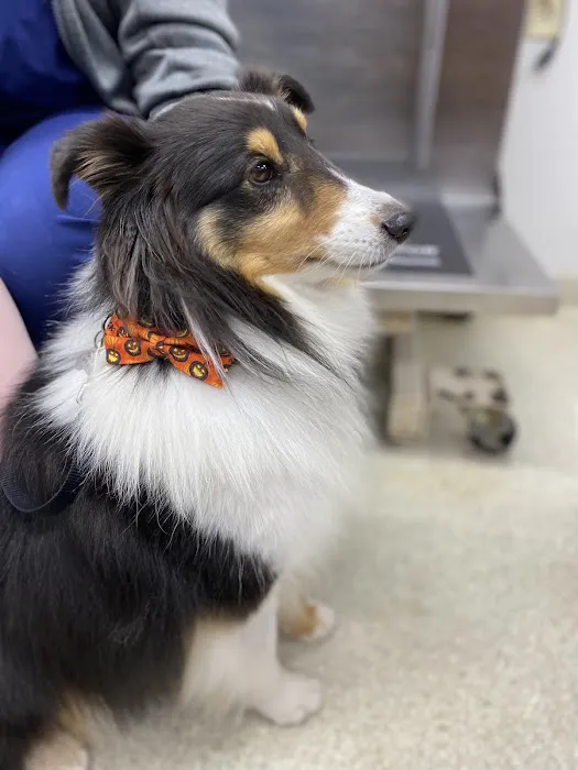 Broken Arrow Veterinary Hospital Picture 10