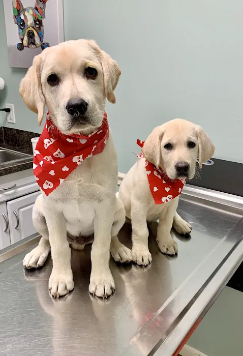 Avalon Veterinary Hospital Picture 2