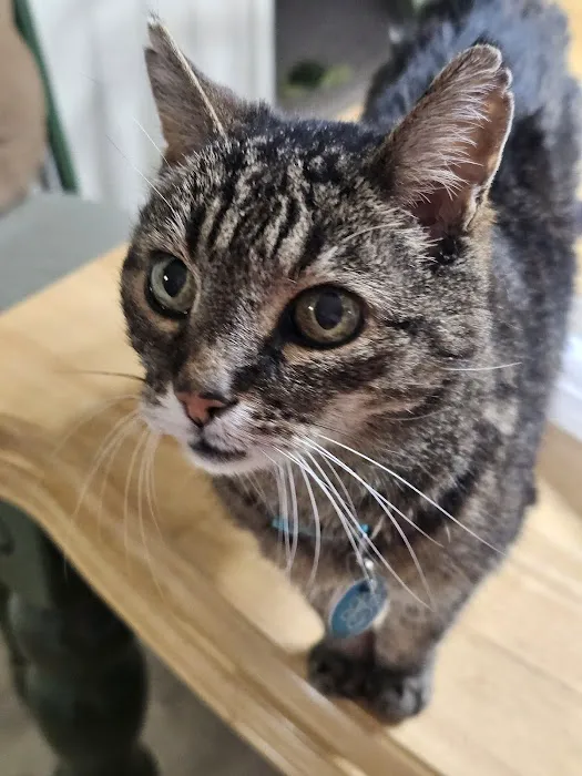 Avalon Veterinary Hospital Picture 3